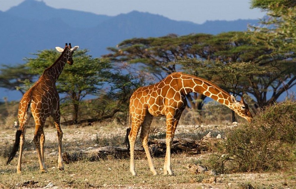 AYEBA ZION HOTEL Attraction Pictures